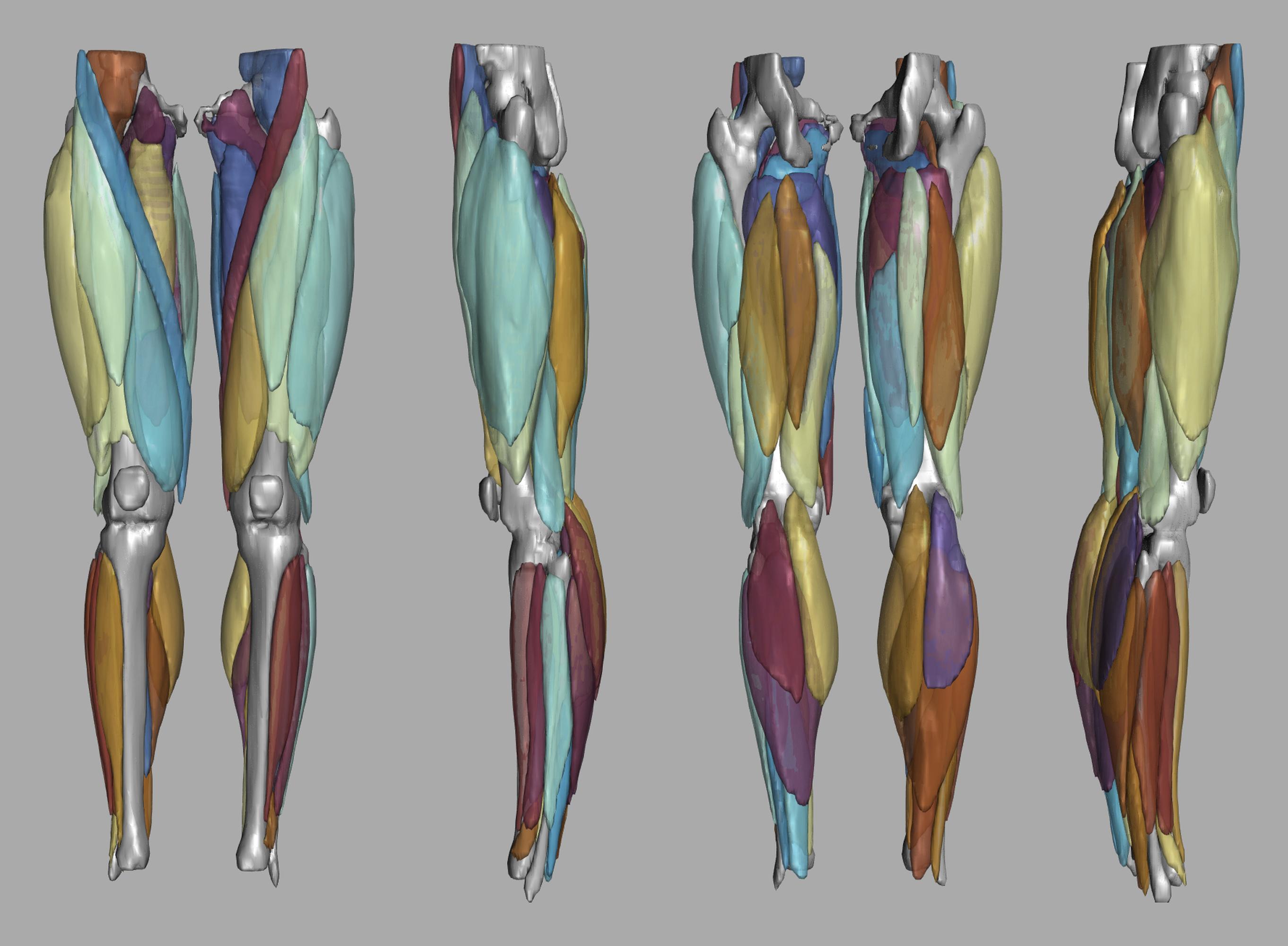 3D render of automated muscle segmentation labels generated using a CNN UNET.